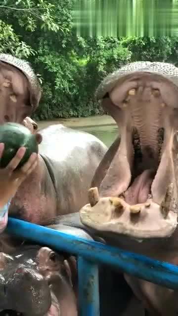 河马最新爆料,娱乐圈最新重磅爆料大起底